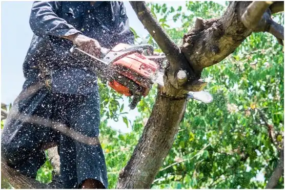 tree services Sullivan